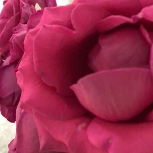 Meet your Posher, Juliet